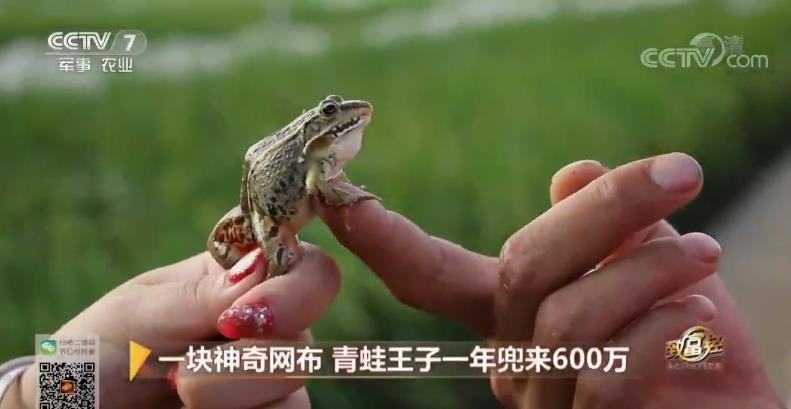 致富经 [致富经]一块神奇网布 青蛙王子一年兜来600万 20181105