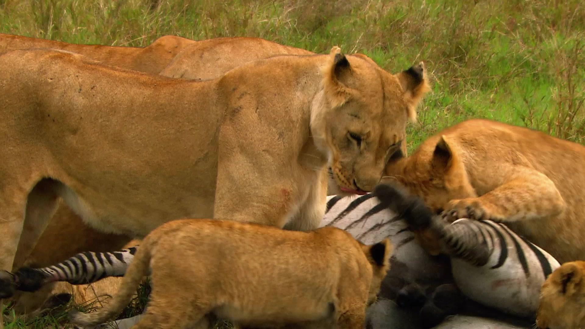 动物搏击会第五季 第1集
