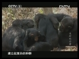 魅力纪录（CCTV-1综合频道） 《魅力纪录》 20130426 生命的力量 第五集 非洲裂谷