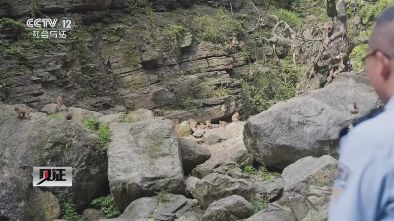 见证 《见证》 20241013 峡江密林“猴归来”