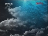 人与自然 《人与自然》 20120204 人物亲历——大蜜蜂家族（上）