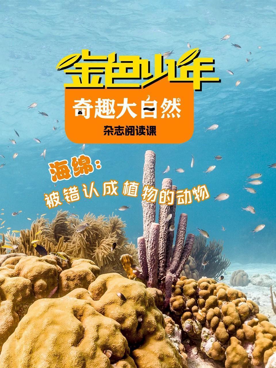 金色少年奇趣大自然：海绵，被错认成植物的动物