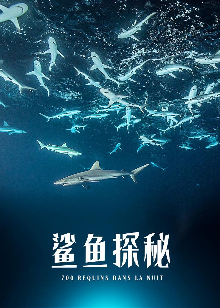 鲨鱼探秘