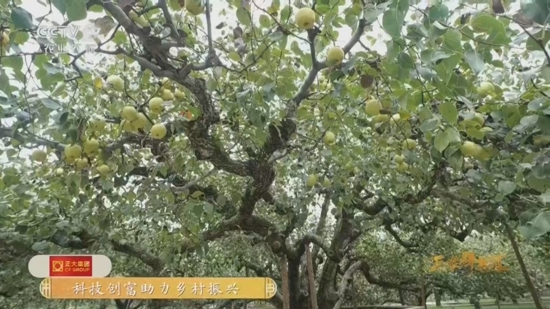 三农群英汇 《三农群英汇》 20260714 砀山酥梨致富路