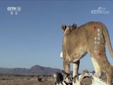 动物世界 《动物世界》 20171204 狮家族的梦想之路（下）