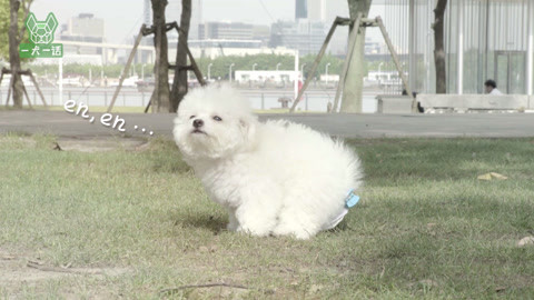 一犬一话 养狗的你可能再也不需要捡屎了