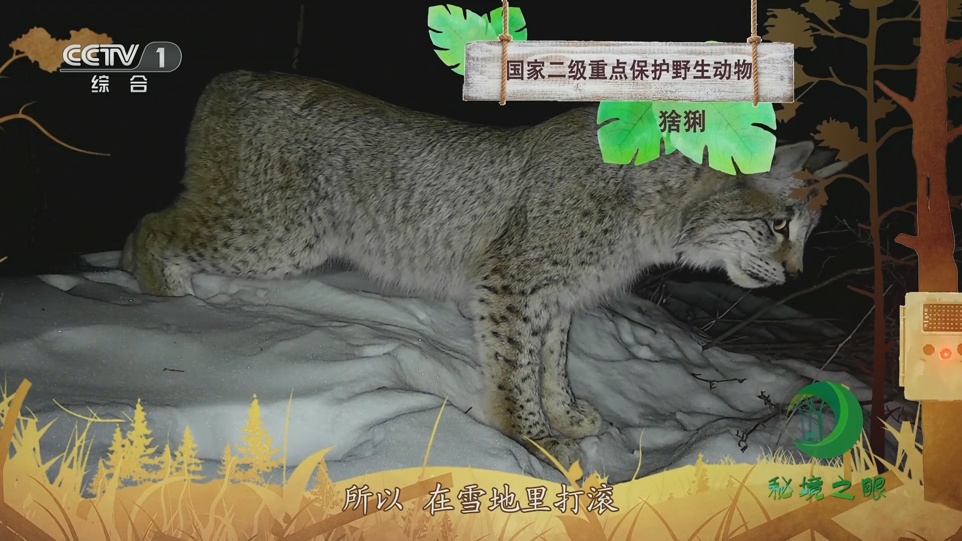 秘境之眼 《秘境之眼》 猞猁 20230915