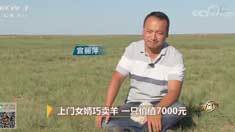 致富经 [致富经]上门女婿巧卖羊 一只价值7000元 20181011