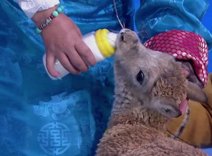 用奶瓶喂藏羚羊宝宝