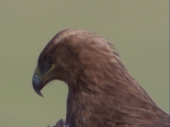 地球脉动 第一季（Planet Earth I）第7集：辽阔草原