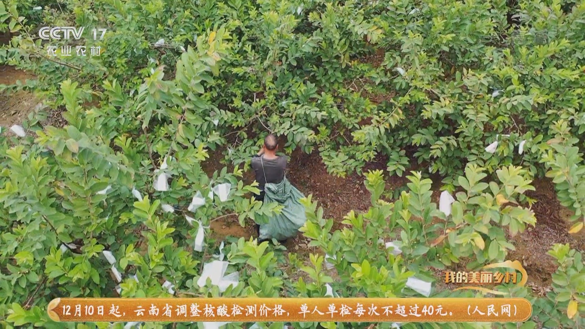 《我的美丽乡村》 20211207 梅菜之乡展新篇