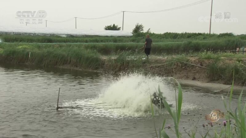 致富经 《致富经》 20200930 大胆老魏 大虾来财