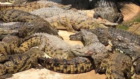 聊斋怪谈 妹子往鳄鱼群里丢一条鱼 下一秒鳄鱼群就炸了
