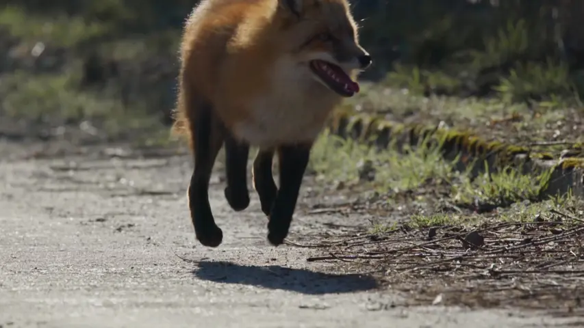 《花园的秘密》第5集