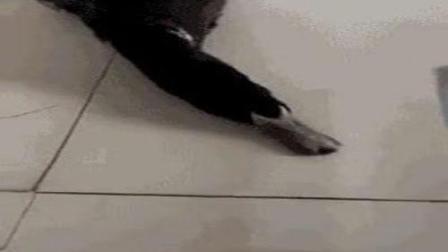 猿创精选 下酒鸭卖萌求不杀 家禽界又出新影帝 90