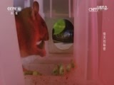 自然传奇 《自然传奇》 20170112 惊天的秘密