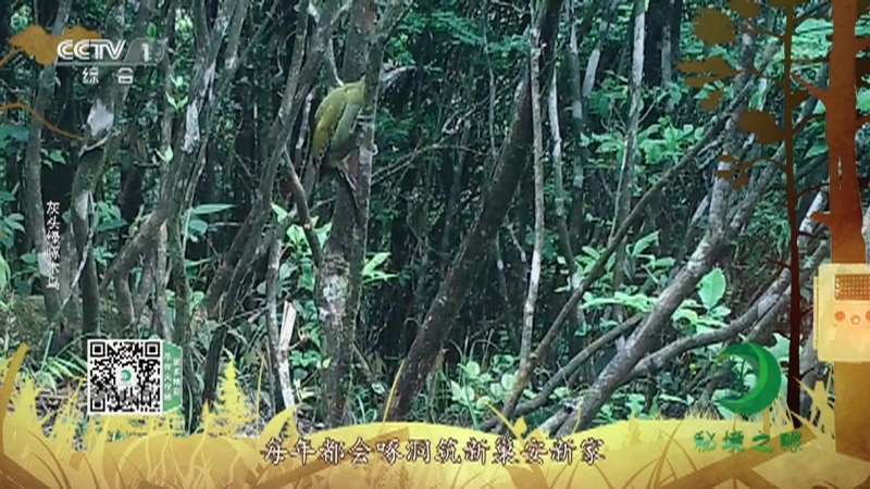 《秘境之眼》 小黑领噪鹛/白眉鸫/灰头绿啄木鸟/黑背燕尾 20210914