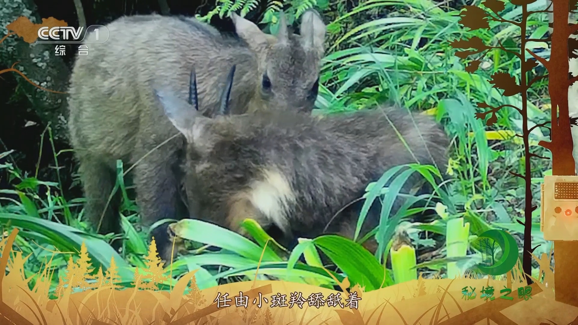 秘境之眼 《秘境之眼》 中华斑羚 20230823