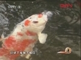 生财有道 [生财有道]致富榜样——游出国门的神鱼（20120331）