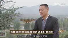 致富经 [致富经]市场低迷 他靠神奇树叶让羊价翻两倍 20161122