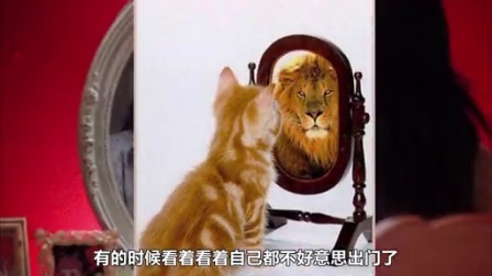 萝莉说趣事 黑猩猩用树棍打落无人机 上演猩球崛起 22