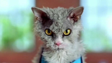 猫猫脸臭也赚钱无数，还当上汽车代言人