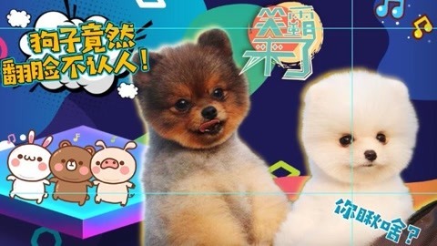 笑霸来了欢畅版 恶犬萌宠只在一瞬间