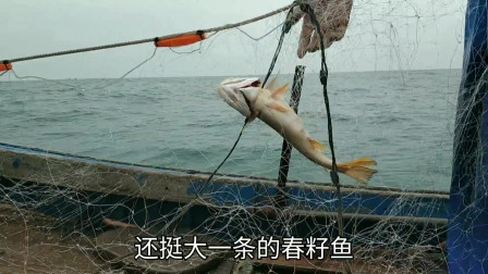 南澳岛赶海日记 彪哥出海捕鱼，捕到很多值钱大货，谁知因为疫情最近海鲜价格降得离谱