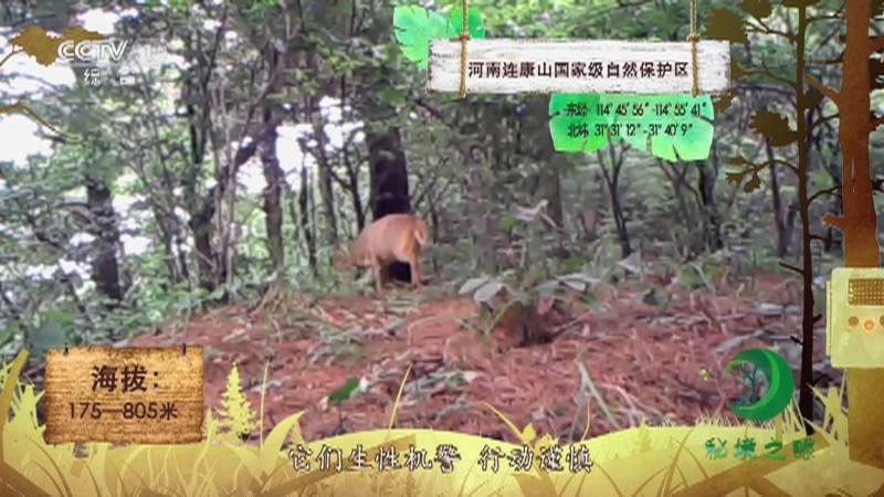 《秘境之眼》 小麂 20210730