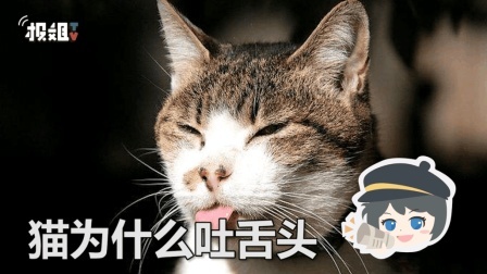 报信儿 你知道猫为什么会吐舌头吗？