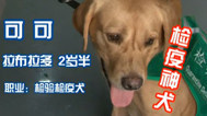 劳动最光荣 高手在民间