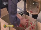 消费主张 《消费主张》 20170612 水果市场消费调查：樱桃