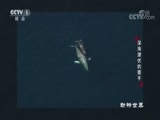 动物世界 《动物世界》 20180720 深海潜伏的猎手