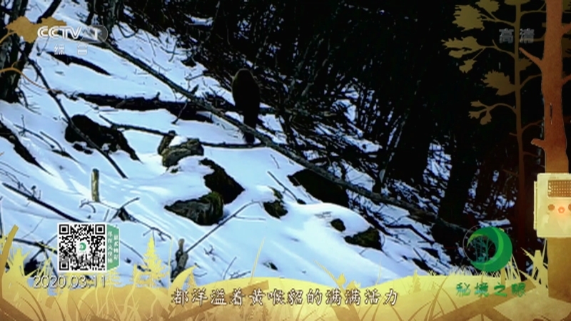 《秘境之眼》 黄喉貂 20210412