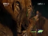 人与自然 《人与自然》 20150818 自然故事：玛拉玛拉的抗争-恐怖丛林