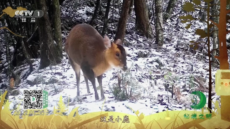 秘境之眼 《秘境之眼》 小麂 20230511