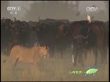 人与自然 《人与自然》 20150804 自然故事：百年伴侣（下）