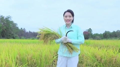体验米香粘收割与制作 品尝地道南雄农家饭菜