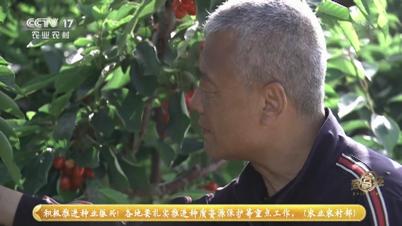 《致富经》 20210725 扎根老虎山 种出“摇钱树”