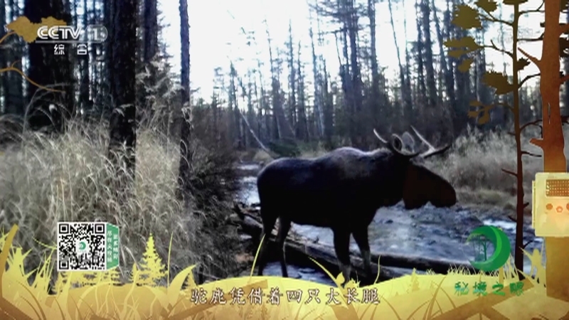 秘境之眼 《秘境之眼》 驼鹿 20220814