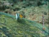 动物世界 动物世界 2010年 第165期 2010-12-02