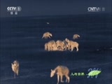 人与自然 《人与自然》 20141214 夜袭者-鬣狗传奇