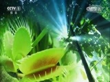 人与自然 《人与自然》 20141207 自然故事：鳄鱼最后的晚宴（下）