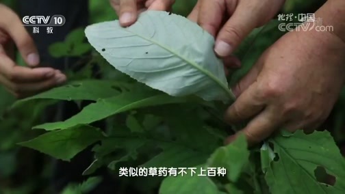 地理中国 《地理中国》 20190121 小溪村暗影（上）