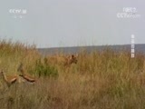 自然传奇 《自然传奇》 20170820 幸运的狮群