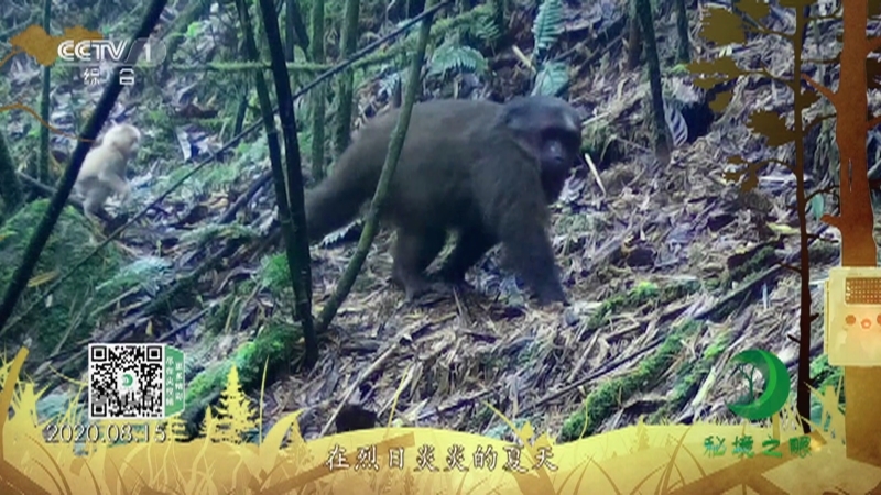 《秘境之眼》 短尾猴 20210725