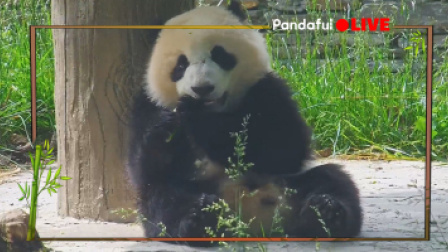 需要一个熊猫“暖心宝” 熊猫慢直播