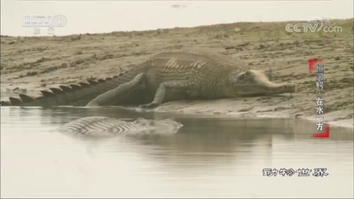 动物世界 《动物世界》 20200305 恒河鳄·在水一方