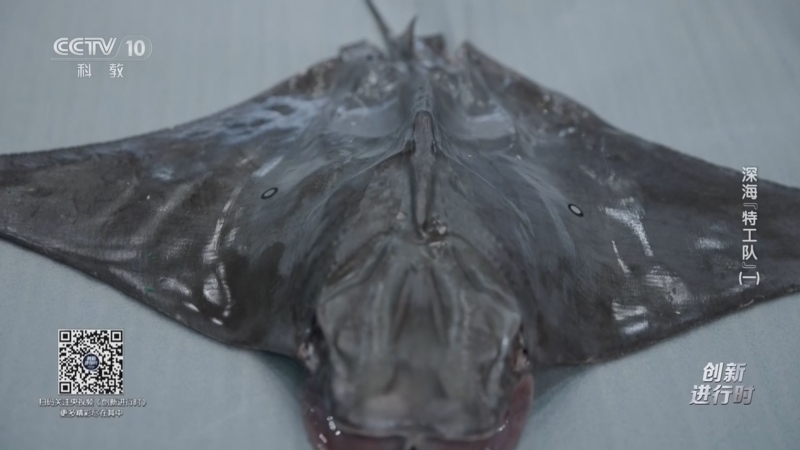 《创新进行时》 20260119 深海“特工队”（一）