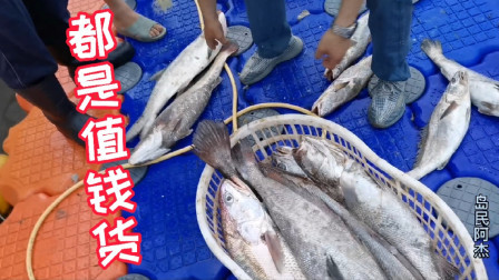 夏季巨物横行的季节，阿杰家门口海域各种海货齐聚，这鱼货心动吗